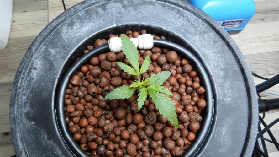 NEW Mango Cherry Runtz Automatic RDWC. Week 3
