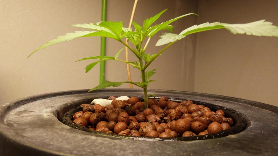 NEW Mango Cherry Runtz Automatic RDWC. Week 4