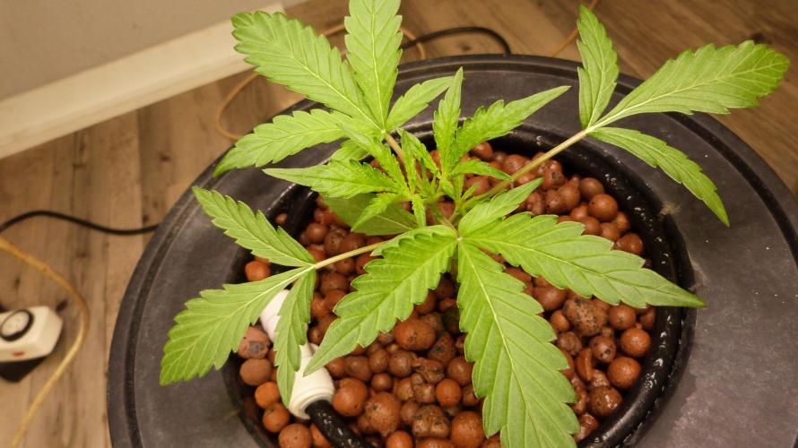 NEW Mango Cherry Runtz Automatic RDWC. Week 4