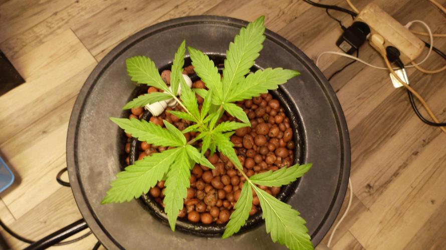 NEW Mango Cherry Runtz Automatic RDWC. Week 4