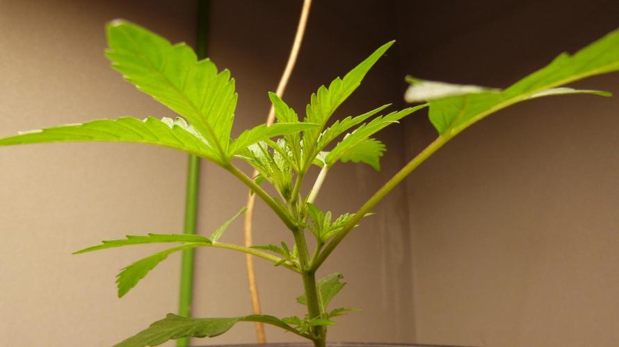 NEW Mango Cherry Runtz Automatic RDWC. Week 4