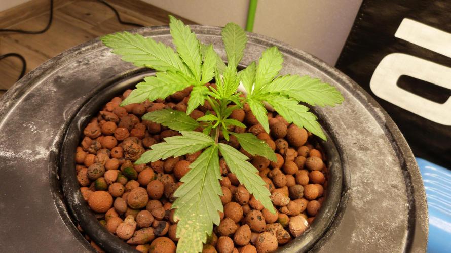NEW Lemon Cherry Sundae RDWC. Week 4
