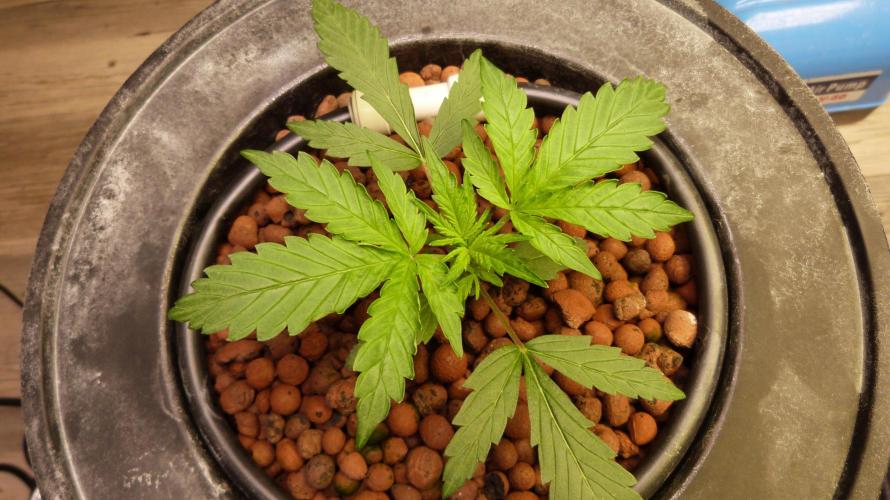 NEW Lemon Cherry Sundae RDWC. Week 4