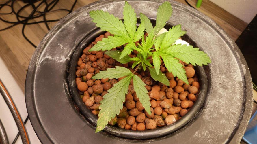 NEW Lemon Cherry Sundae RDWC. Week 4
