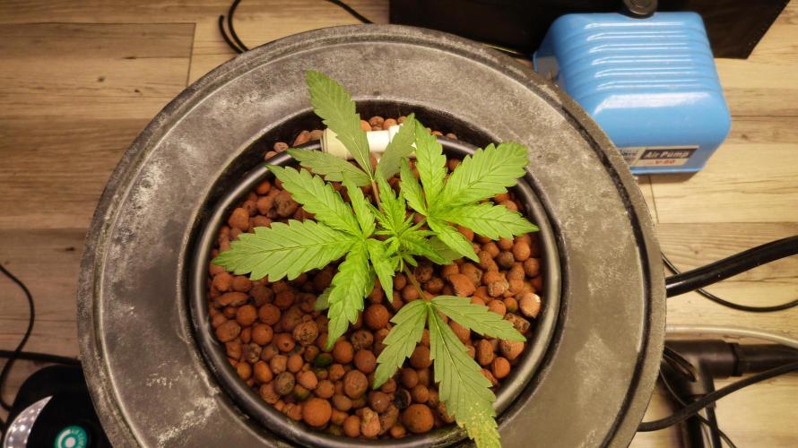 NEW Lemon Cherry Sundae RDWC. Week 4