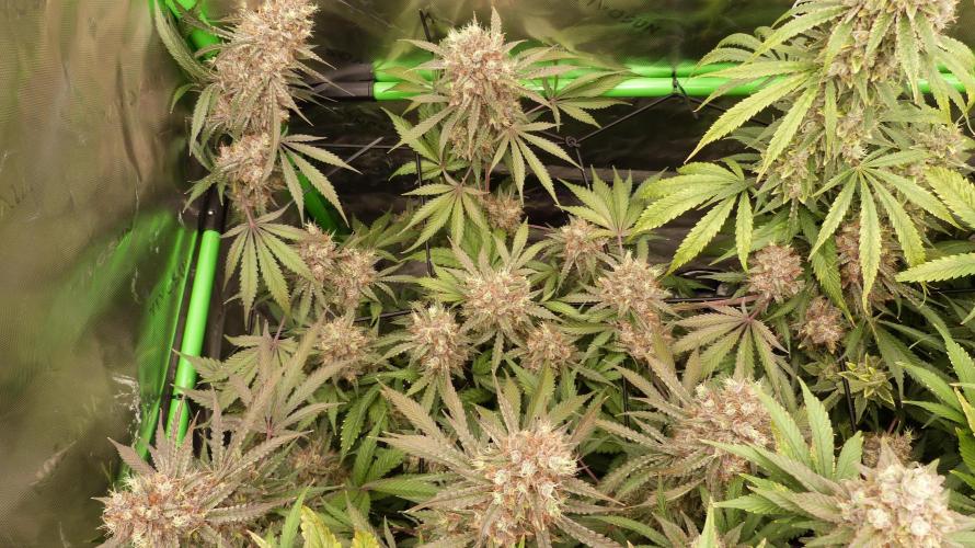 Mendo Guava Automatic. Week 13