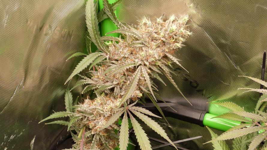 Mendo Guava Automatic. Week 13
