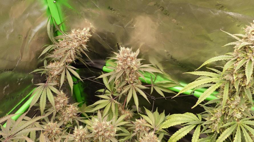 Mendo Guava Automatic. Week 13