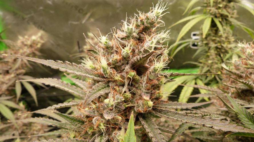 Mendo Guava Auto. Week 13