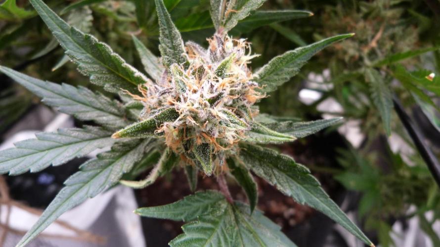 Guava Runtz Automatic. Week 12