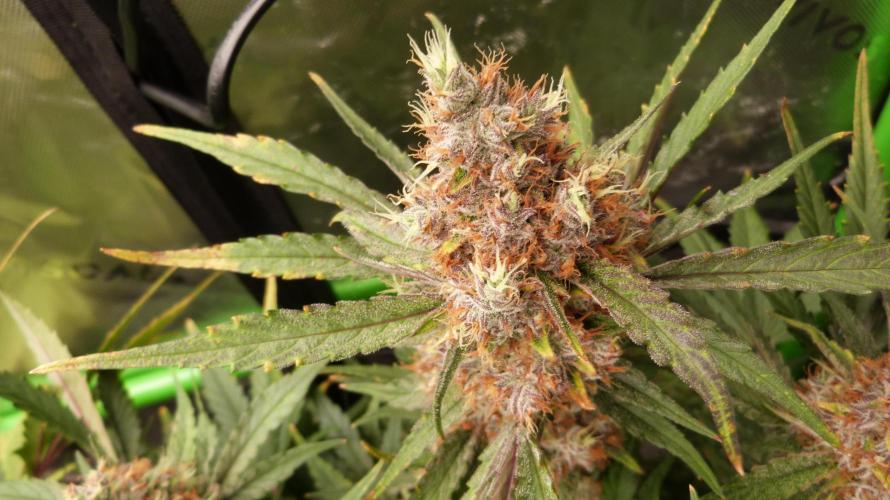 Guava Runtz Automatic. Week 12