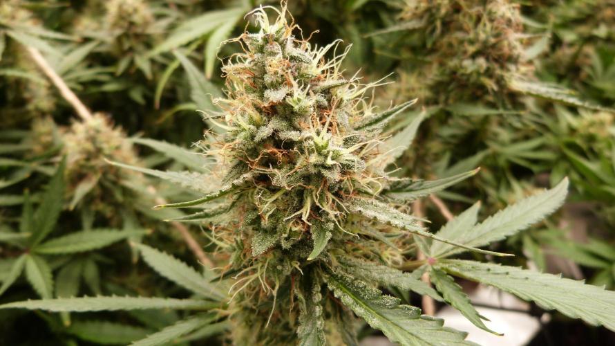 Guava Sundae Automatic. Week 12