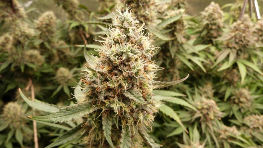 Guava Sundae Automatic. Week 12