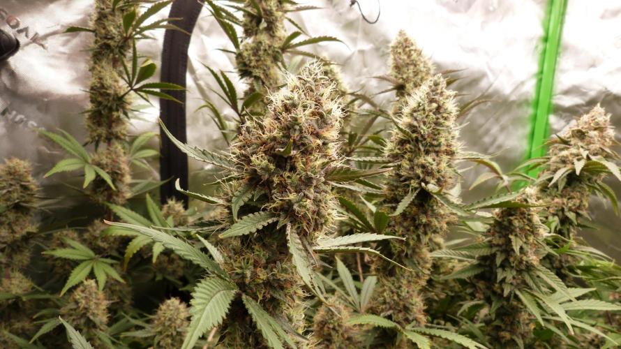 Guava Sundae Automatic. Week 12