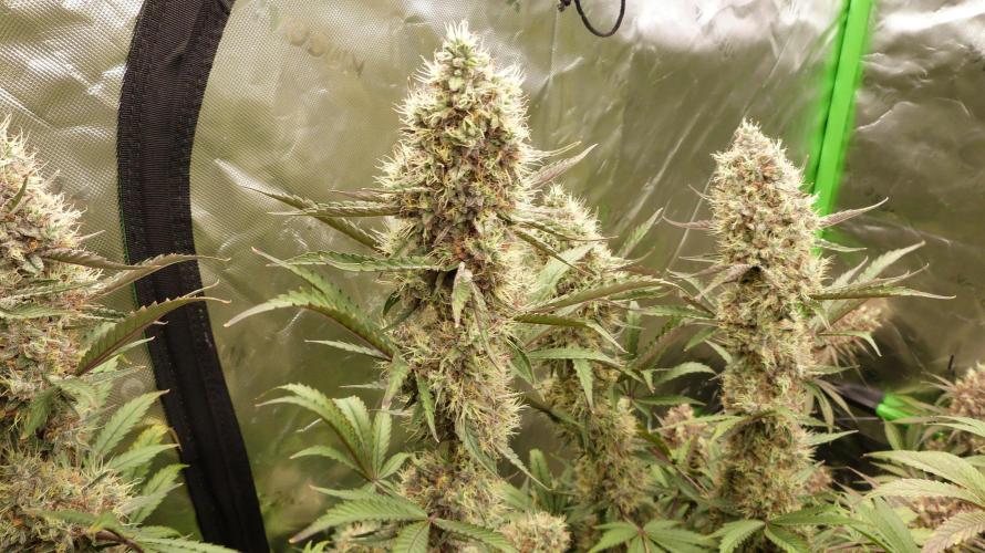 Guava Sundae Automatic. Week 12