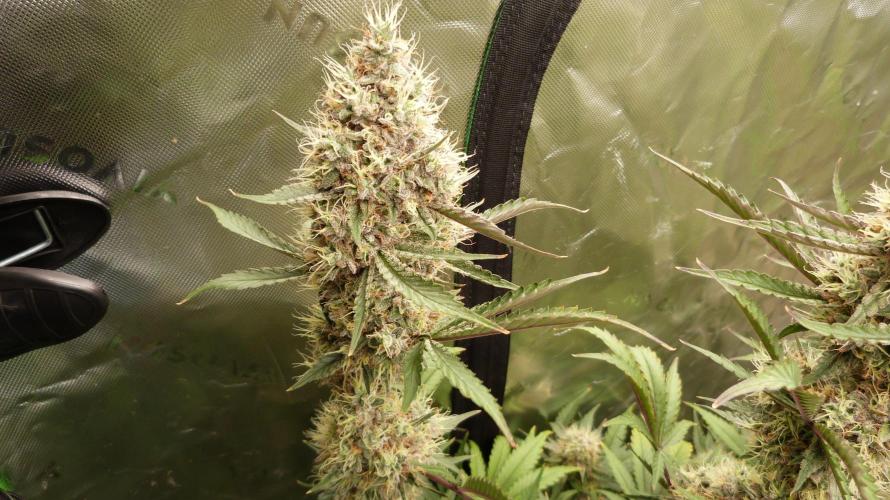 Guava Sundae Automatic. Week 12