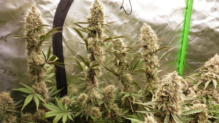 Guava Sundae Automatic. Week 12