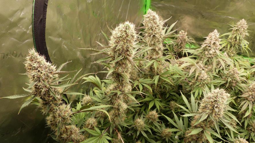 Guava Sundae Automatic. Week 12