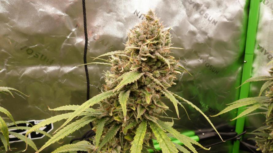 Banana Guava. Week 13