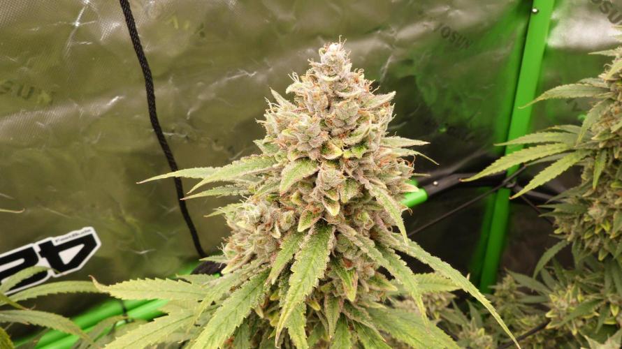 Banana Guava. Week 13