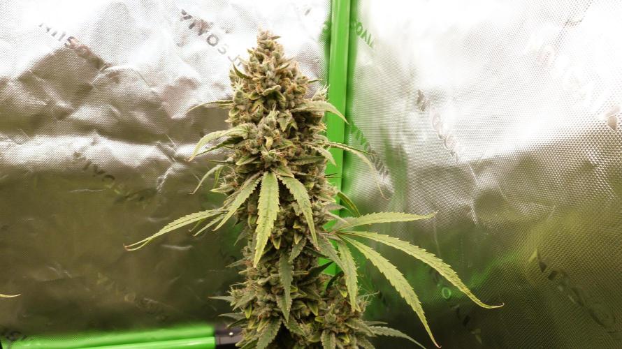 Banana Guava. Week 13