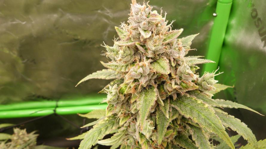 Banana Guava. Week 13