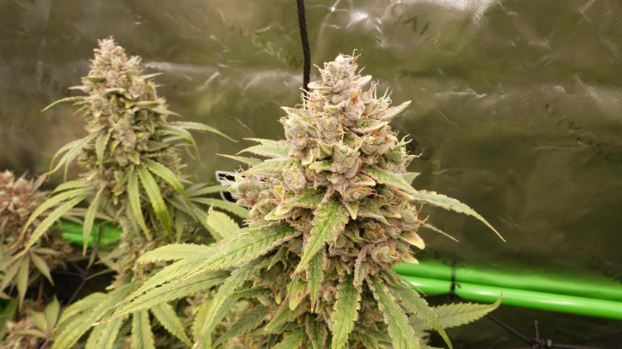 Banana Guava. Week 13