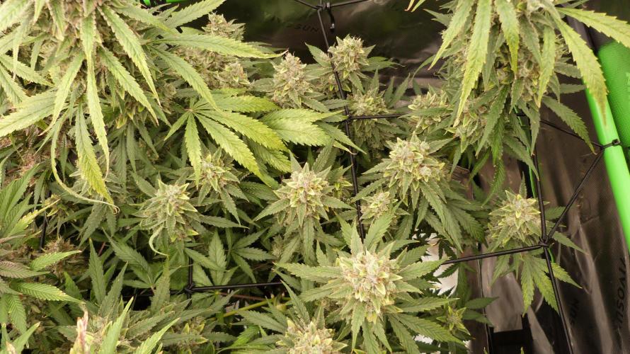 Banana Guava Auto. Week 13