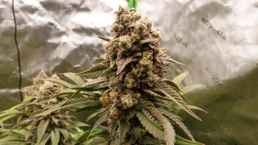 Mendo Frost Automatic. Week 12