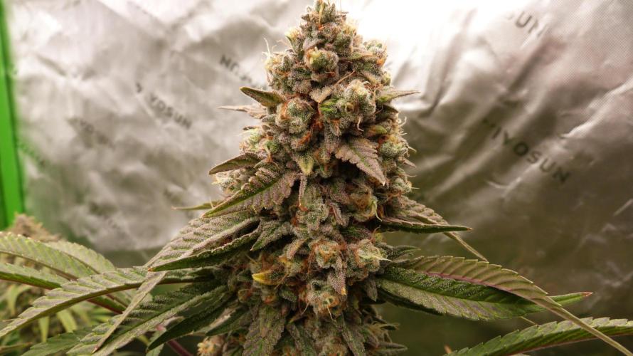 Mendo Frost Automatic. Week 12