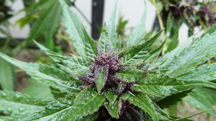 Strawberry Gorilla RF3 AUTOMATIC. Week 12
