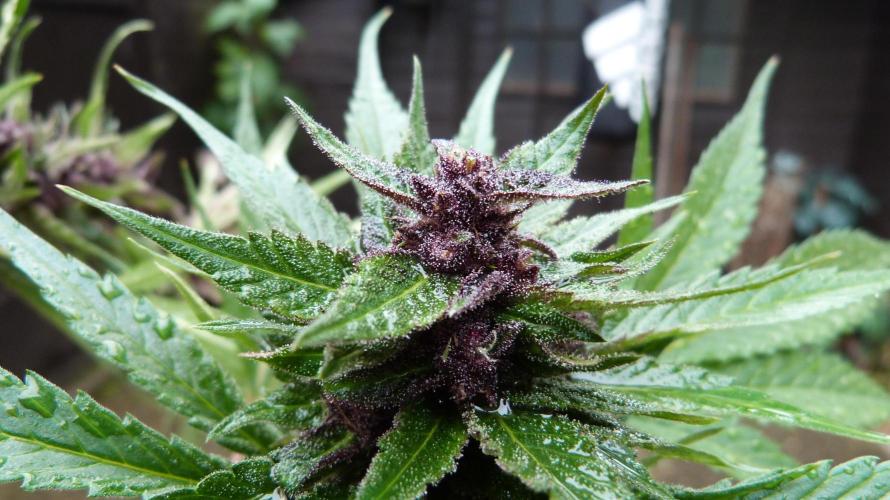 Strawberry Gorilla RF3 AUTOMATIC. Week 12