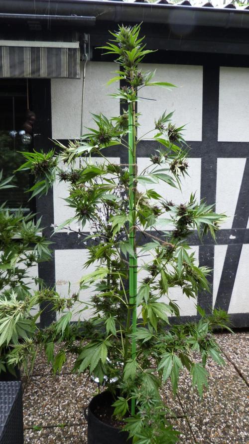 Strawberry Gorilla RF3 AUTOMATIC. Week 12