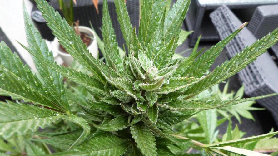 Strawberry Gorilla Automatic Fastbuds. Week 12