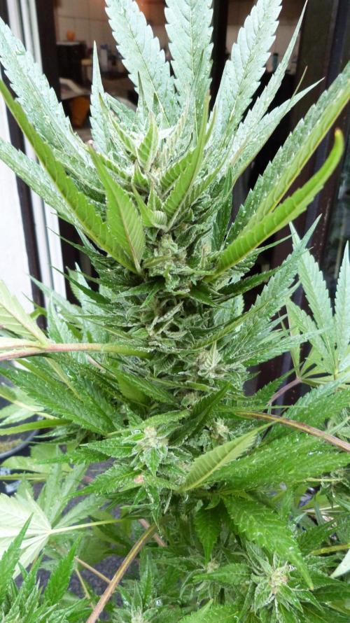 Strawberry Gorilla Automatic Fastbuds. Week 12