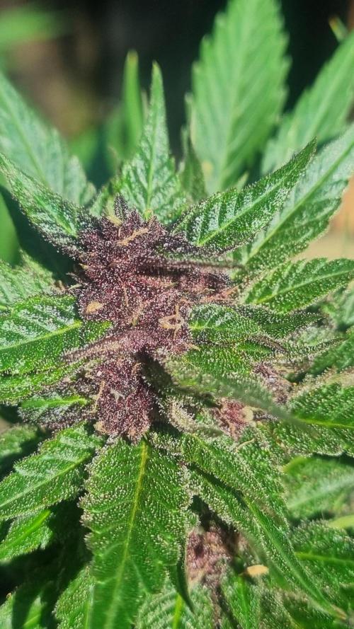 Strawberry Gorilla RF3 AUTOMATIC. Week 13