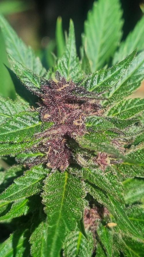 Fast Buds - Strawberry Gorilla Auto RF3 by MrWeeedWorld