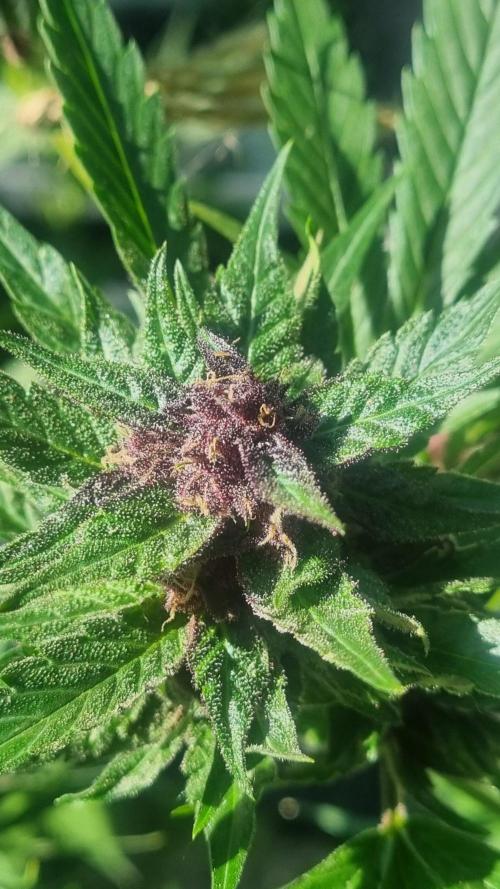 Strawberry Gorilla RF3 AUTOMATIC. Week 13