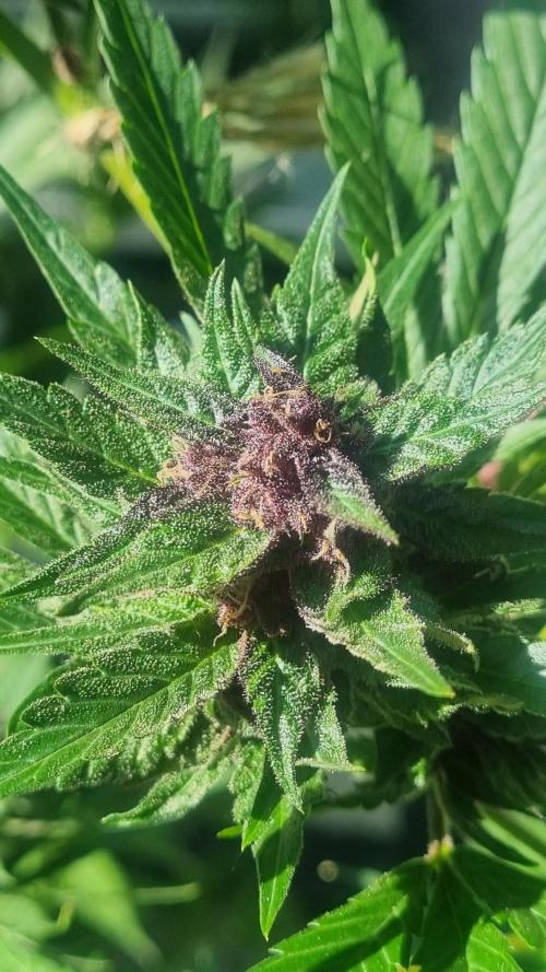 Strawberry Gorilla RF3 AUTOMATIC. Week 13