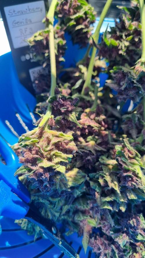 Strawberry Gorilla RF3 AUTOMATIC. Week 13