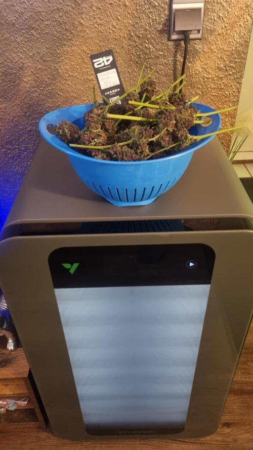 Strawberry Gorilla RF3 AUTOMATIC. Week 13