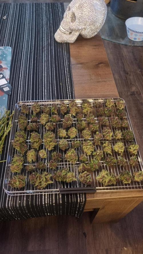 Strawberry Gorilla RF3 AUTOMATIC. Week 13