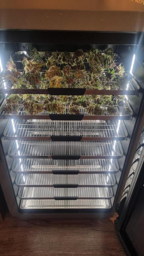 Strawberry Gorilla RF3 AUTOMATIC. Week 13