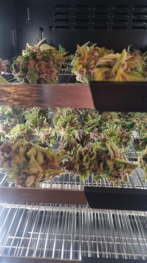 Strawberry Gorilla RF3 AUTOMATIC. Week 13