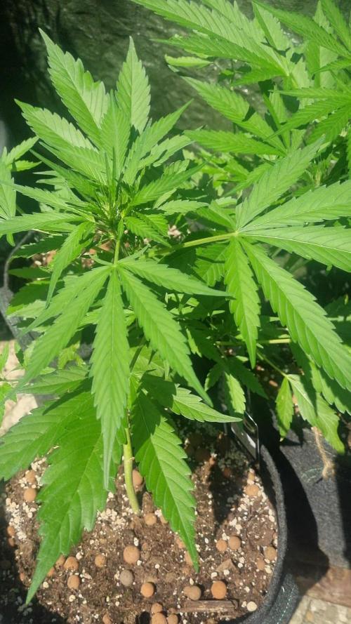 OUTDOOR Apricot Automatic FastBuds