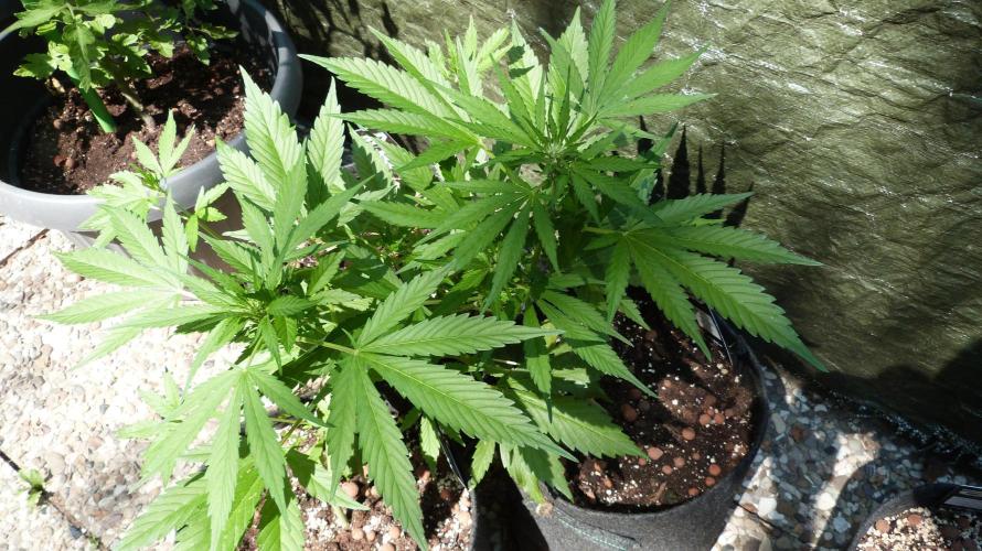 OUTDOOR Apricot Automatic FastBuds. Week 7