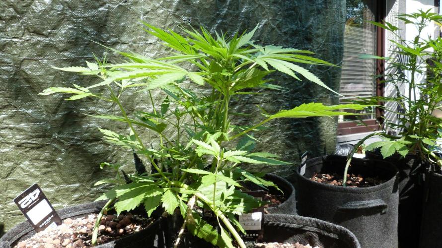 OUTDOOR Apricot Automatic FastBuds. Week 7