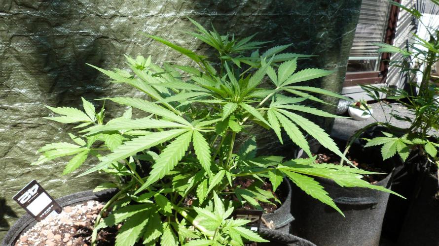 OUTDOOR Apricot Automatic FastBuds. Week 7