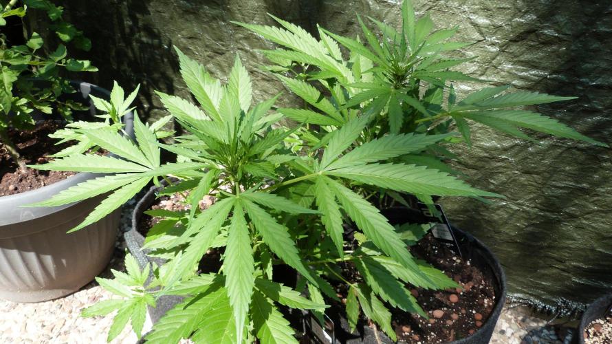 OUTDOOR Apricot Automatic FastBuds. Week 7