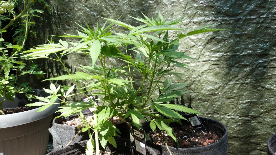 OUTDOOR Apricot Automatic FastBuds. Week 7
